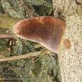 Phellinus_hartigii_ag7821