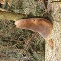 Phellinus_hartigii_ag7825