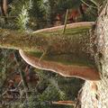 Phellinus_hartigii_ag7835