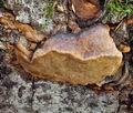 Phellinus_hartigii_bi8532