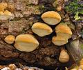 Phellinus_hartigii_cr6948