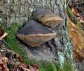 Phellinus_hartigii_jf9848