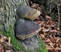 Phellinus_hartigii_jf9855