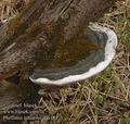 Phellinus_igniarius_aa6181