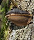 Phellinus_igniarius_bi4778