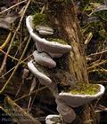 Phellinus_igniarius_bj0646