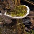 Phellinus_igniarius_bj0650