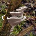 Phellinus_igniarius_bj0670