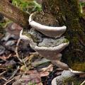 Phellinus_igniarius_bj0676