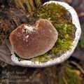 Phellinus_igniarius_bj0679