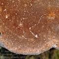 Phellinus_igniarius_bj0682