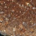 Phellinus_igniarius_bj0685