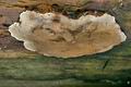 Phellinus_nigrolimitatus_cg1596s