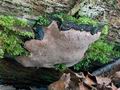 Phellinus_nigrolimitatus_ch1490s