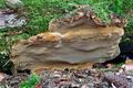 Phellinus_nigrolimitatus_je2762