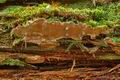 Phellinus_nigrolimitatus_je2794