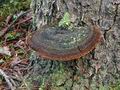 Phellinus_pini_bv7673