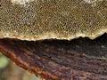 Phellinus_pini_bv7679