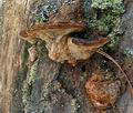 Phellinus_pini_bv7738