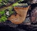 Phellinus_pini_jf9713