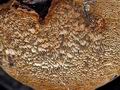 Phellinus_pini_jf9719