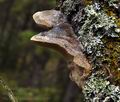 Phellinus_pomaceus_bp4189