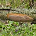 Phellinus_punctatus_be2604