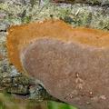 Phellinus_punctatus_be2606