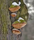 Phellinus_robustus_be6168