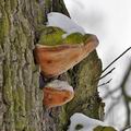 Phellinus_robustus_be6177