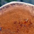 Phellinus_robustus_be6186