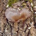 Phellinus_tremulae_bf3030