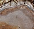 Phellinus_tremulae_bf3033