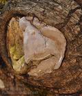 Phellinus_tremulae_bf3043