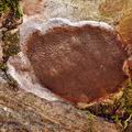 Phellinus_tremulae_bf3044