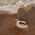 Phellinus_tremulae_bf3059