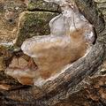 Phellinus_tremulae_bf3069