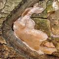 Phellinus_tremulae_bf3076