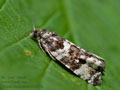 Phiaris_bipunctana_cd3275s