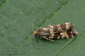 Phiaris_palustrana_bu7849