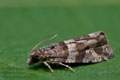 Phiaris_palustrana_cn1141s