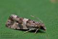 Phiaris_palustrana_cn1159s