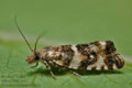 Phiaris_palustrana_cn3543s