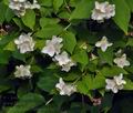 Philadelphus_coronarius_bj9282