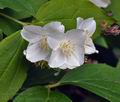 Philadelphus_coronarius_bj9295