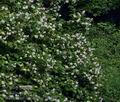 Philadelphus_coronarius_bj9305