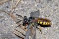 Philanthus_triangulum_d3474