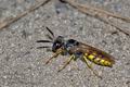 Philanthus_triangulum_d3476