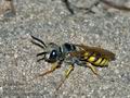 Philanthus_triangulum_d3481