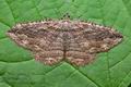 Philereme_transversata_cv2951s